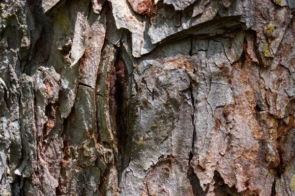 Strom Kůra Kmen Textura Detailní Les Vzor Tmavé Tenké Praskliny — Stock fotografie