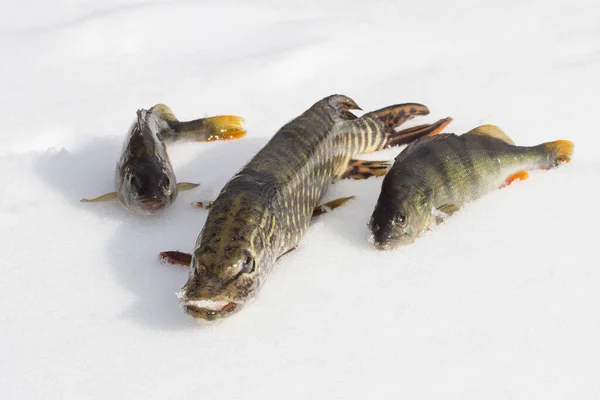 Хищная Рыба Лежит Снежной Щуке Два Окуня Хорошая Рыбалка Концепции — стоковое фото