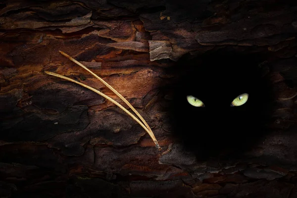 Sarı ışıl ışıl gözler, vahşi yaşam kavramının karanlık boşluğundaki kedi parıltısına benziyor.