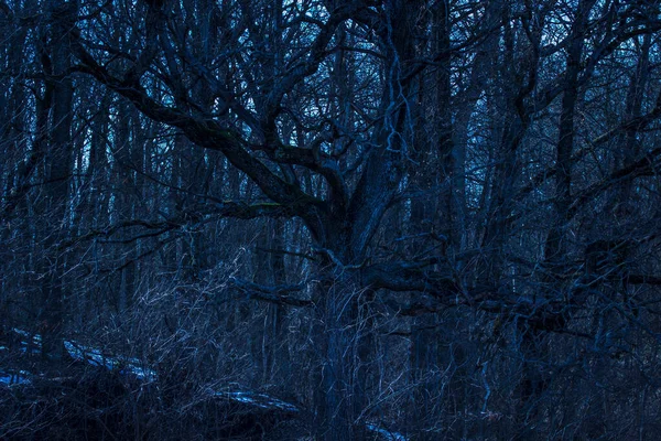 Die Mächtige Eiche Wächst Dichten Nachtwald Ihre Äste Sind Mit — Stockfoto