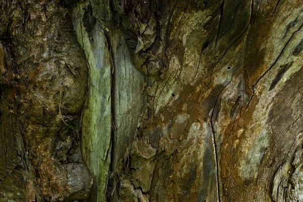 Текстура Дерева Леса Старые Потрескавшиеся Фантазии Обои Дизайна Концепции Дикой — стоковое фото