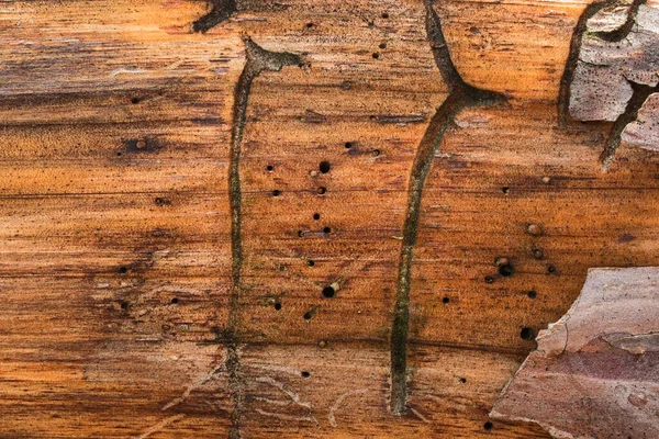 Pinheiro Textura Closeup Com Casca Descascada Padrões Fantásticos Fundo Para — Fotografia de Stock