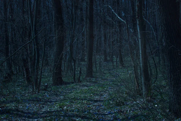과푸른 가느다란 가지가 어두운 나무들 핼러윈의 — 스톡 사진