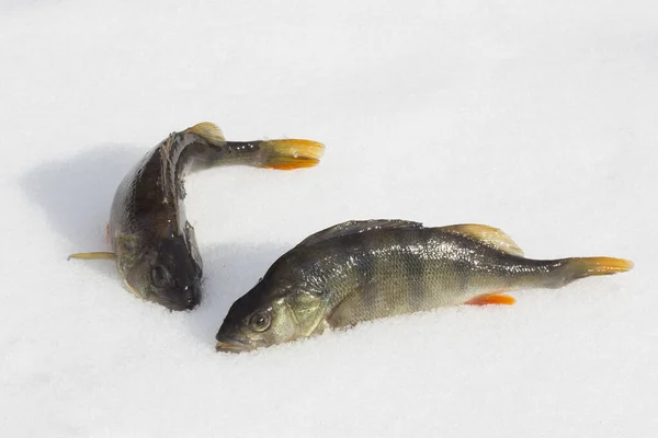 Два Окуня Лежат Снегу Сияют Солнце Свежая Пойманная Рыба — стоковое фото