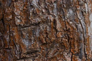 Gri-kahverengi ağaç kabuğu tasarım doğa kavramı için yakın plan orman arka planı