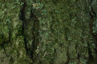 Orman ağacı kabuğu yeşil yosun ve doğal desenlerle kaplıdır. Yaban hayatı tasarım konsepti için gizemli atmosfer duvar kağıtları.