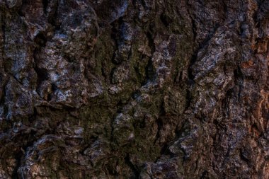 Yeşil yosunlarla kaplı bir ağacın esrarengiz gövdesi doğa tasarım kavramı için pürüzsüz olmayan bir zemin hazırlıyor.