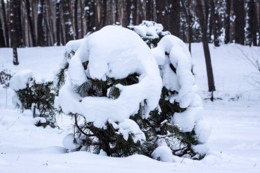 Genç ladin, uzun çamların gövdelerinin bulanık arka planında parlak beyaz karı kapladı.