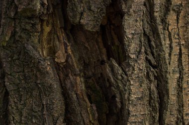 Esrarengiz orman arka planı. Ağaç kabuğu. Büyüleyici karanlık çatlaklar çevre kavramı.