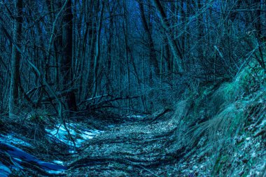 Sihirli yol gecenin vahşi ormanına götürür heyecan verici ve güzel koyu mavi gökyüzü gizemli ağaçların ince dalları