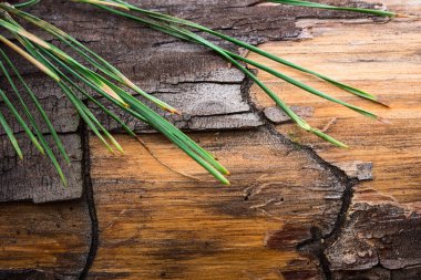 Kısmen soyulmuş ağaç kabuğu ve yeşil iğneli çam ağacı dokusu tasarım için yakın plan orman arka planı.