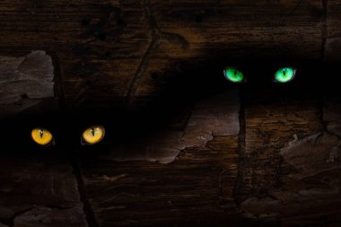 Bir çam ağacının gövdesinde koyu geniş bir çatlak. Vahşi hayvanların turuncu ve yeşil gözleri mistik doğa ve Cadılar Bayramı kavramını parlatacak.