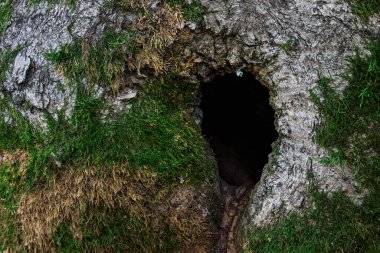 Bir ağaç gövdesindeki esrarengiz karanlık oyuk kısmen parlak yeşil yosun arkaplan ile kaplıdır tasarım çevre konsepti için