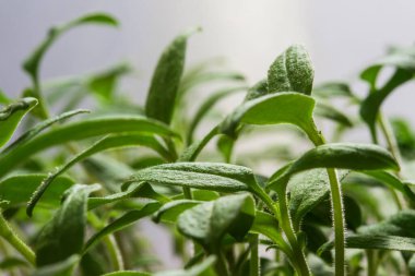 Gri arkaplan üzerine yeşil tohum saçan parlak domates tarımı ve hasat konsepti