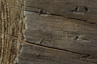 Gri ahşap yapı, ağaç kabuğu arkaplanı olmadan gövdeyi çatlattı.