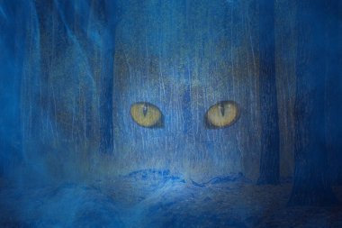 Ormanın arka planında mavi sisin içinde ruhun turuncu büyük gözleri. Cadılar bayramı ve sonbahar konsepti