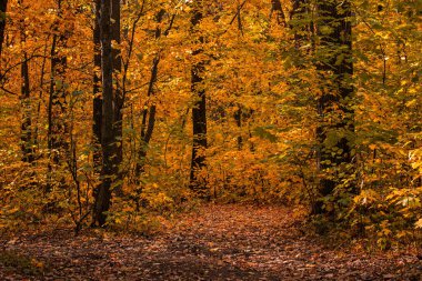 Altından bir sonbahar ormanında düşen yapraklarla kaplı bir açıklık heyecan verici ve canlı vahşi doğa konsepti.