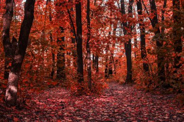 gizemli ve büyüleyici sonbahar ormanı uzun ağaçlar ve turuncu yaprak kavramı doğa ve çevre