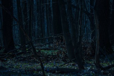 Karanlık gece ormanı. Parlak yeşil çimenler. Yoğun büyüyen ağaçlar.