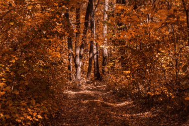 Turuncu bir sonbahar ormanında yol, ince fidan ağaçlarının yanından geçer. Çevrede doğa ve doğa kavramını çevreleyen kimse yoktur.