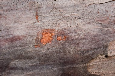Gri çatlamış çam ağacı kabuğu deseni tasarım için doğal arka plan yakın plan