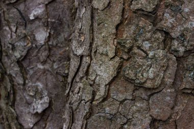 Ağaç kabuğu. Güzel parçalar. Doğal soyutlama.