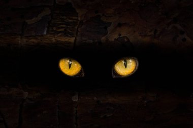 Canavarın büyük turuncu gözleri karanlık bir çatlakta parıldıyor ağaç gövdesinde parlak ve büyüleyici bir kavram olan mistik doğa ve cadılar bayramı