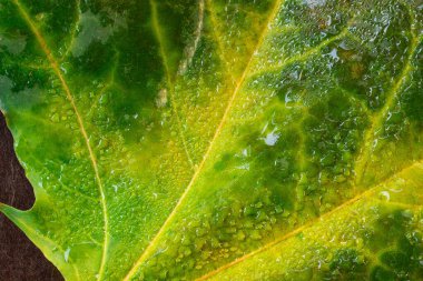 Yeşil-sarı sonbahar yaprağının parlak dokusu akçaağaçtan düşmüş ve parlak su damlacıklarıyla kaplanmış doğa konsepti ve tasarım için altın mevsim arka planı