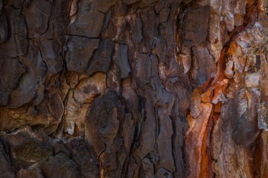 Bir çam ağacının gövdesinin dokusu tasarım için doğal bir arka planın yakın plan görüntüsü.