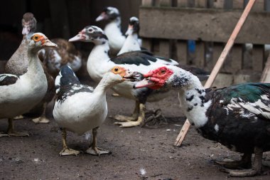 Güzel ev ördekleri çiftçilik ve şirinlik kavramı ile iletişim kuruyor gibi görünüyorlar.