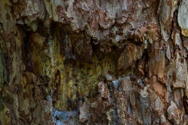Vahşi yaşam konsepti için kısmen soyulmuş ağaç kabuğu grunge arka planına sahip eski ağaç gövdesi dokusu