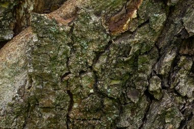 Orman ağacı dokusu, yaban hayatı tasarım konsepti için yeşil yosun duvar kağıdıyla kaplı kabuğu çatlatmış.