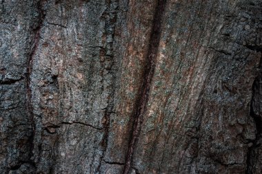 Esrarengiz bir orman ağacının mistik dokusu karanlık kenarları ve parlak bir orta arkaplanı olan tasarım için doğal arka plan.