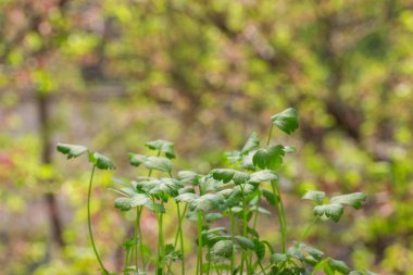 Tarım alanındaki bahar yapraklarının bulanık arka planında parlak kereviz yaprakları