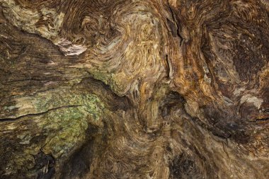 Bir ağaç gövdesinin parlak ve renkli fantezi yapısı tasarım için doğal arka plan