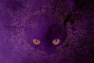 Karanlık bir delikten dışarı bakan gizemli bir hayvanın ışıltılı gözleri. Eski, gizemli, gizemli bir menekşe sisi. Büyüleyici bir soyutlama.