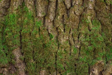 Ağaç kabuğunun parlak dokusu kalın yeşil yosun ile kaplıdır. Tasarım için doğal arkaplan