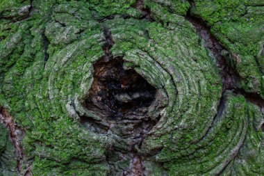 Yeşil yosunlarla kaplı parlak ahşap doku ve tasarımın karanlık delik doğa konsepti.