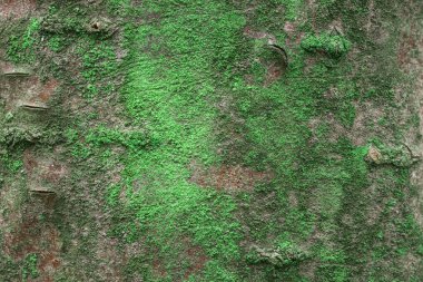 Parlak yeşil yosun tabakasıyla kaplı fantastik ahşap doku tasarım için fantastik bir arka plan.