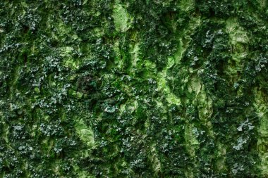 Ormandaki ağaç gövdesi koyu yeşil yosunlarla kaplı gizemli bir atmosfer tasarlamak için doğal arka plan