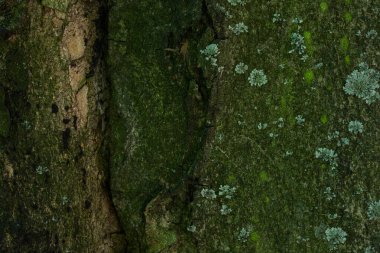 Yaban hayatı tasarımı için yeşil yosun arka planıyla kaplı bir orman ağacı gövdesinin pürüzsüz yüzeyi değil.