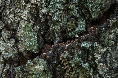 Eski bir orman ağacının gövdesi esrarengiz bir çatlaktır ve pürüzsüz bir yüzey değildir. Yaban hayatı tasarım konsepti için duvar kağıtlarını kapatın.