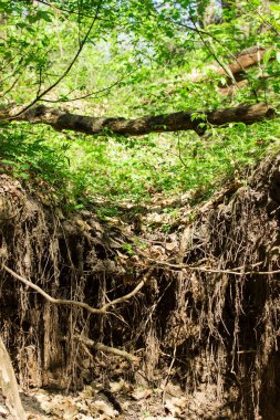 Yeşil yaprakların ve devrilmiş ağaçların arka planında gizemli orman enfes uçurumlar