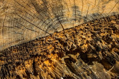 Orman odununun pürüzsüz yüzeyi güneş ışığı endüstriyel dokusuyla ışıklandırılmış ahşap tasarım kavramı için değil.