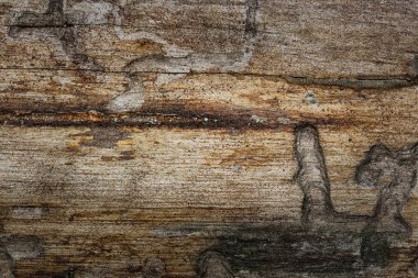 Koyu kenarlı çam ağacının mistik dokusu ve tasarım için böceklerin yakın plan arkaplanından bıraktığı desenler.