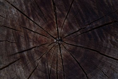 Çok renkli ahşap, nefes kesici orman yapısı. Vahşi yaşam konsepti için arka planda çatlaklar var.