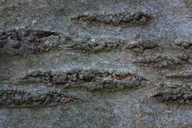Gri ağaç kabuğunun dokusu pürüzsüz bir yüzeye ve yatay doğal desenlere sahiptir. Tasarım için yakın plan
