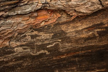 Eski çam ağacının muhteşem orman dokusu tasarım için yakın plan grunge arkaplanı