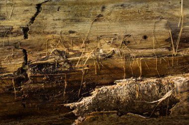 Kabuğu soyulmuş ince ince kıymıklarla eski orman ahşabının dokusu ve tasarım için doğal arkaplan.