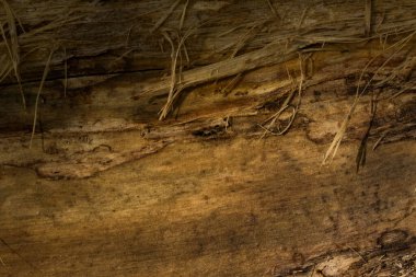 Yaşlı ahşabın esrarengiz esrarengiz dokusu, ince dilimler ve dizayn için desenler.